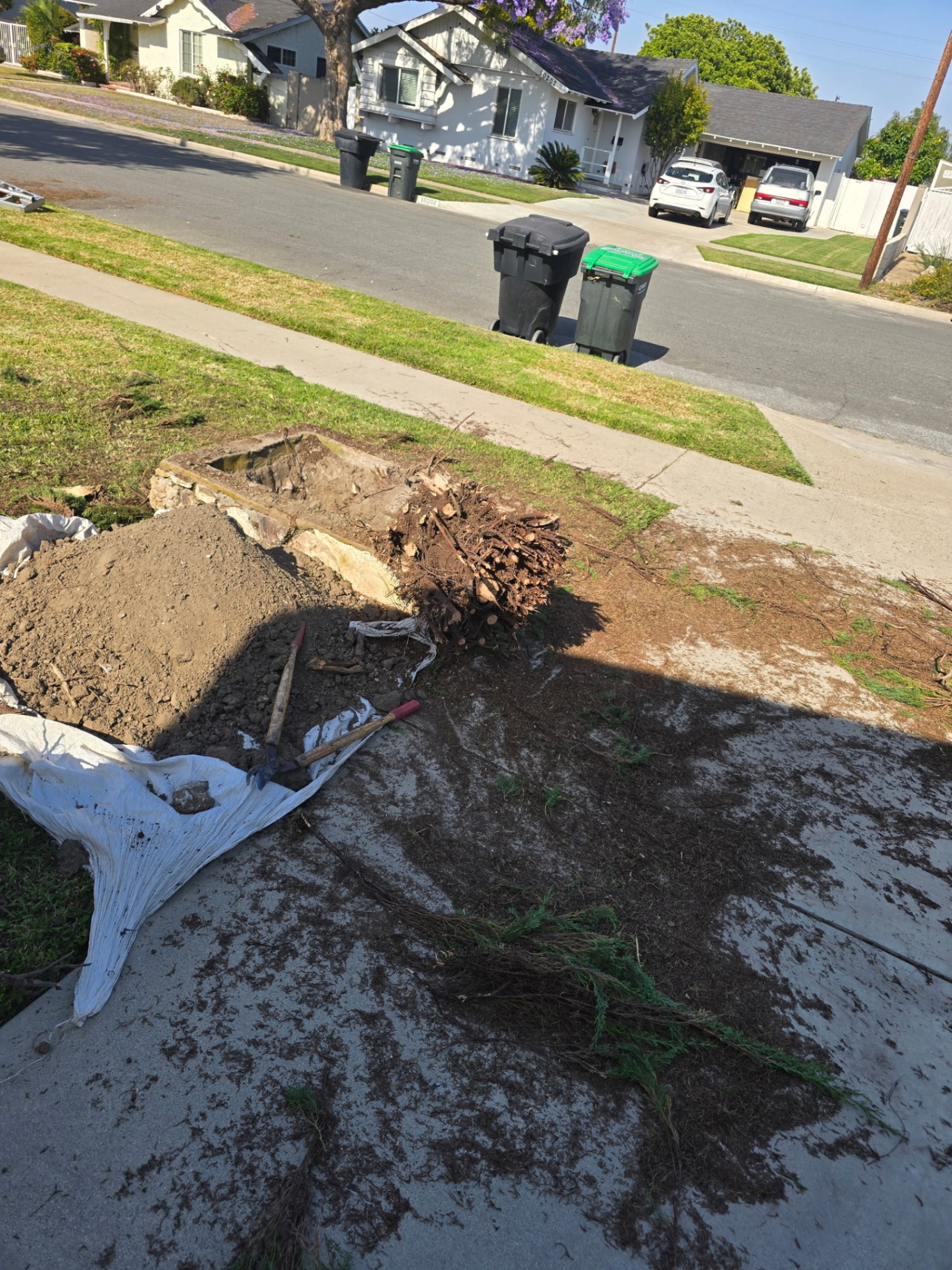 Old root ball excavated — ground cleared for the new install